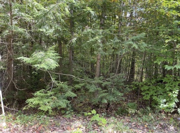 Lot 7&8 Little John, Becket, Massachusetts 01223, ,Land,For Sale,Little John,73041271