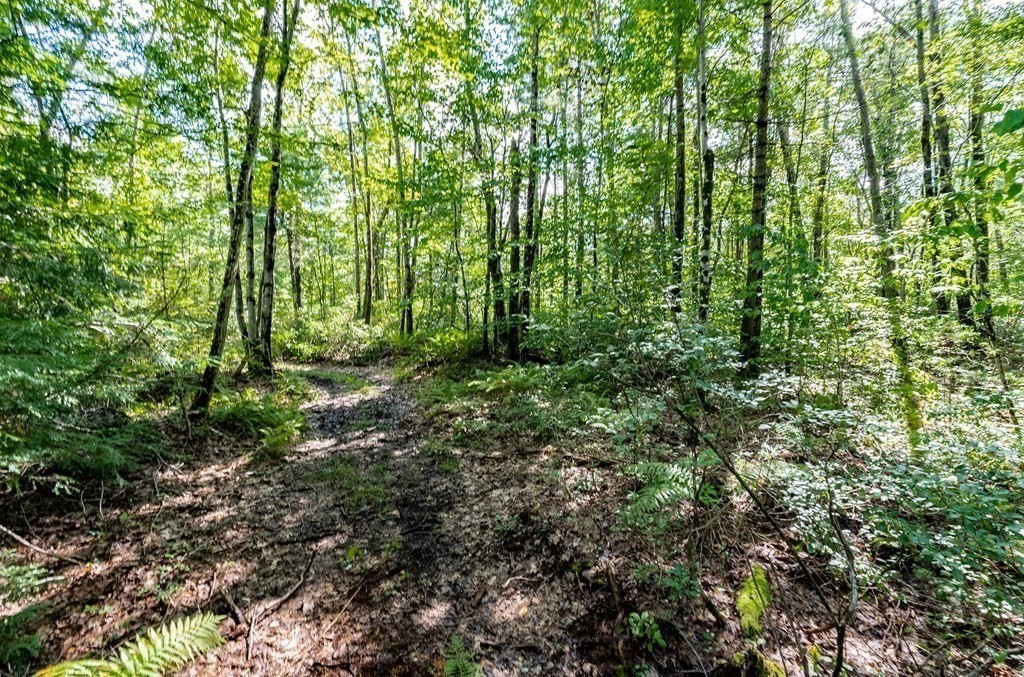 55 Otis-Tolland Rd, Lot 1, Blandford, Massachusetts 01008, ,Land,For Sale,Otis-Tolland Rd, Lot 1,73159076