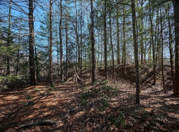 0 Pine Hill, Russell, Massachusetts, ,Land,For Sale,Pine Hill,73216044