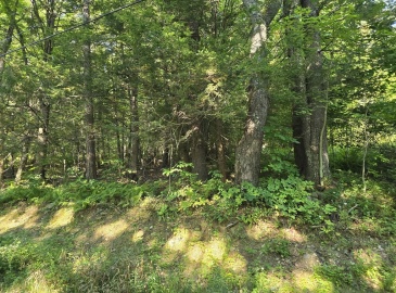 0 Legate Hill Rd, Charlemont, Massachusetts, ,Land,For Sale,Legate Hill Rd,73286944
