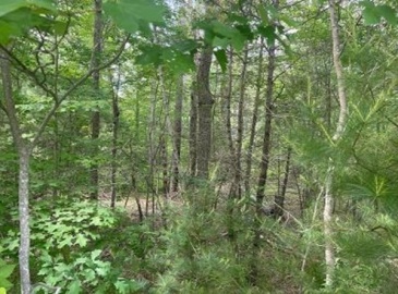 170 Elm Street, Hanson, Massachusetts, ,Land,For Sale,Elm Street,73294790