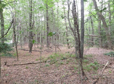 0 Damon Pond Rd, Chesterfield, Massachusetts, ,Land,For Sale,Damon Pond Rd,73280926