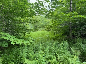 172 Lot 2 Grant St, Plainfield, Massachusetts, ,Land,For Sale,Grant St,73268208