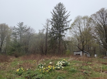 63 Sugar Hill Road, Chesterfield, Massachusetts, ,Land,For Sale,Sugar Hill Road,73317261