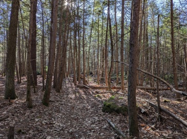 Lot B Willis Rd, Phillipston, Massachusetts, ,Land,For Sale,Willis Rd,73323943