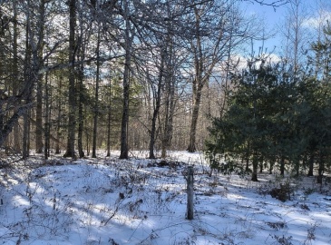 lot B Ridge Road, Worthington, Massachusetts, ,Land,For Sale,Ridge Road,73324195