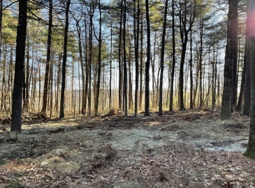 Lot 38B Michael Sears, Belchertown, Massachusetts, ,Land,For Sale,Michael Sears,73326254
