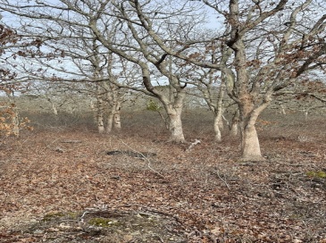 22 Bramble Path, West Tisbury, Massachusetts, ,Land,For Sale,Bramble Path,73355316