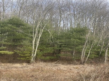 65 Birch Hill Rd, West Brookfield, Massachusetts, ,Land,For Sale,Birch Hill Rd,73343874