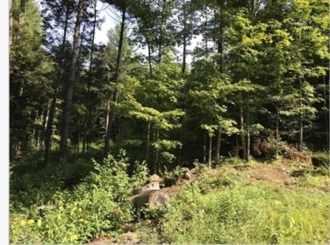 49 Old Chester Rd, Huntington, Massachusetts, ,Land,For Sale,Old Chester Rd,73361200