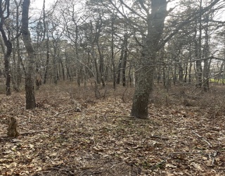 Land