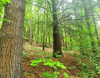Land