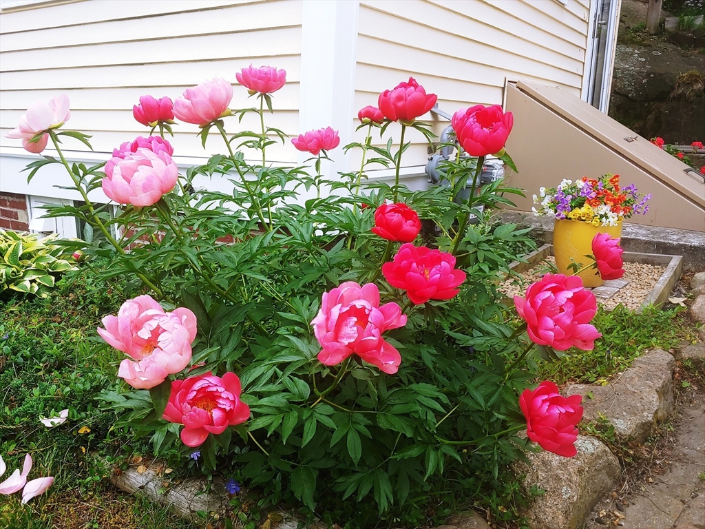 21 Beacon Street, Gloucester, Massachusetts, 2 Bedrooms Bedrooms, 4 Rooms Rooms,1.5 BathroomsBathrooms,Residential,For Sale,Beacon Street,73387267
