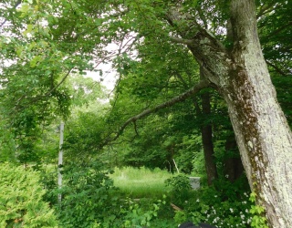 Land