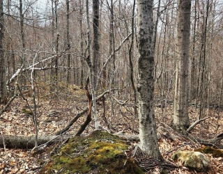 Land