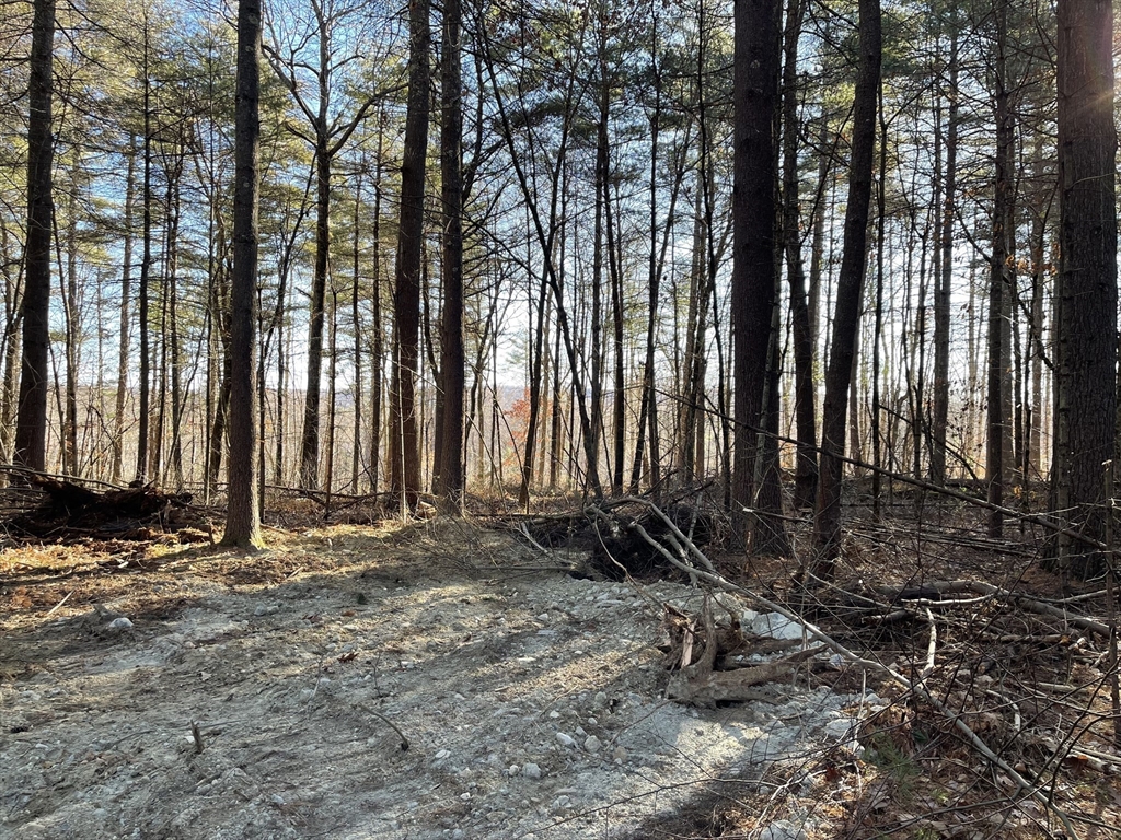 Lot 38A&29 Michael Sears, Belchertown, Massachusetts, ,Land,For Sale,Michael Sears,73326246