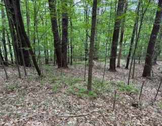 56 Brattleboro Rd, Bernardston, Massachusetts, ,Land,For Sale,Brattleboro Rd,73382267