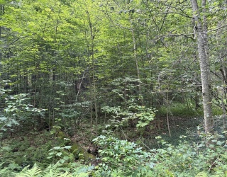 139 Taylor Brook Rd, Heath, Massachusetts, ,Land,For Sale,Taylor Brook Rd,73415058